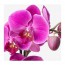 PHALAENOPSIS растение в горшке