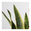 SANSEVIERIA TRIFASCIATA растение в горшке