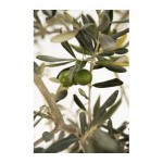 ПЬЕТТЕРИД Картина ПЬЕТТЕРИД Картина