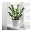 ZAMIOCULCAS растение в горшке Замиокулкас