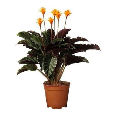 CALATHEA CROCATA Растение в горшке