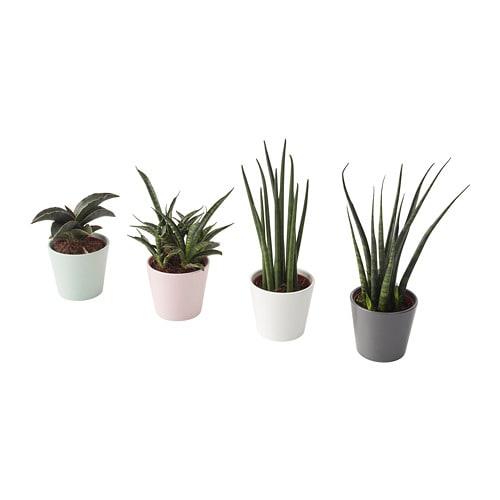 САНСЕВИЕРИЯ Комнтн раст в горшке