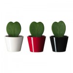 HOYA KERRII Комнтн раст в горшке