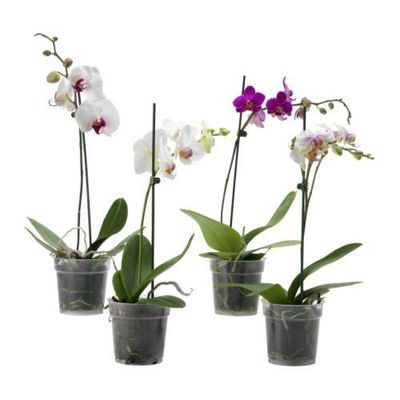 PHALAENOPSIS Растение в горшке