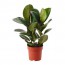 FICUS ELASTICA растение в горшке белый