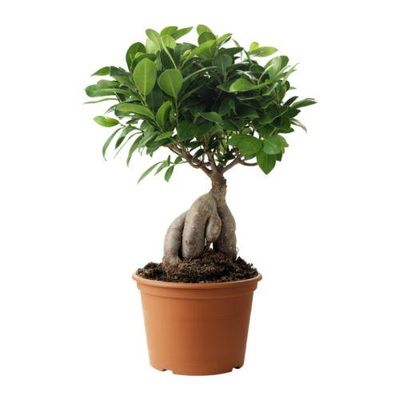 FICUS MICROCARPA GINSENG Растение в горшке