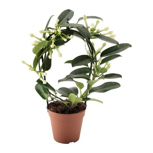 STEPHANOTIS Растение в горшке