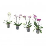 PHALAENOPSIS растение в горшке