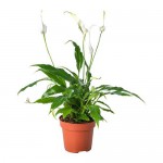 SPATHIPHYLLUM растение в горшке Спатифиллум