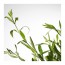 OLEA EUROPAEA растение в горшке белый