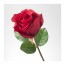 SMYCKA цветок искусственный Роза/красный