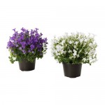 CAMPANULA PORTENSCHLAGIANA растение в горшке для сада/терракота