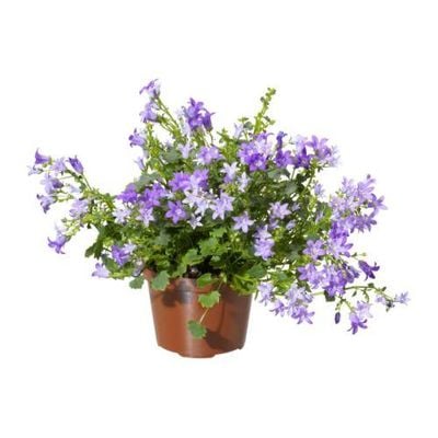 CAMPANULA PORTENSCHLAGIANA Растение в горшке