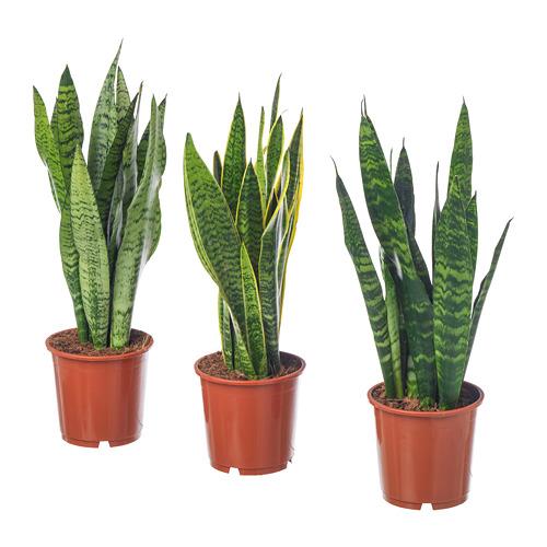 SANSEVIERIA TRIFASCIATA растение в горшке