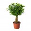 FICUS BENJAMINA 'NATASJA' растение в горшке Фикус Бенджамина "Наташа"