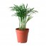 CHAMAEDOREA ELEGANS растение в горшке