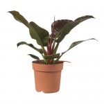 PHILODENDRON Растение в горшке