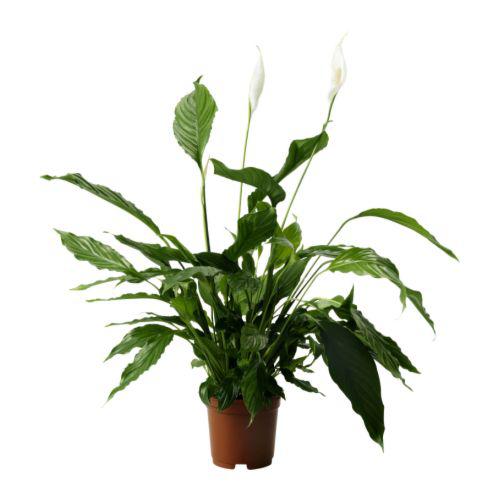 SPATHIPHYLLUM Растение в горшке