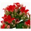 KALANCHOE Комнтн раст в горшке