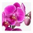 PHALAENOPSIS растение в горшке Орхидея/каскад 1 стебель