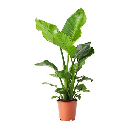 STRELITZIA растение в горшке STRELITZIA растение в горшке