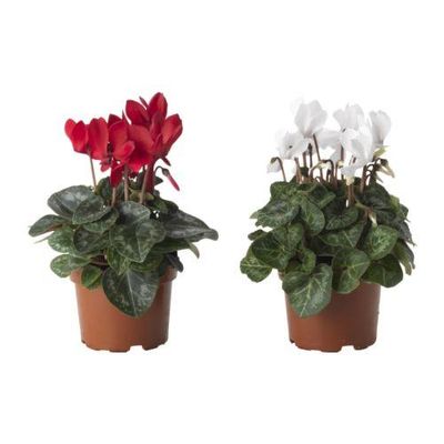 CYCLAMEN Растение в горшке