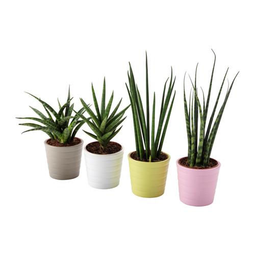 SANSEVIERIA Комнтн раст в горшке