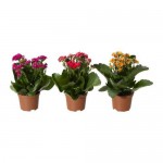 KALANCHOE растение в горшке Каланхоэ Блосфельда