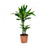 DRACAENA JANET LIND Растение в горшке DRACAENA JANET LIND Растение в горшке