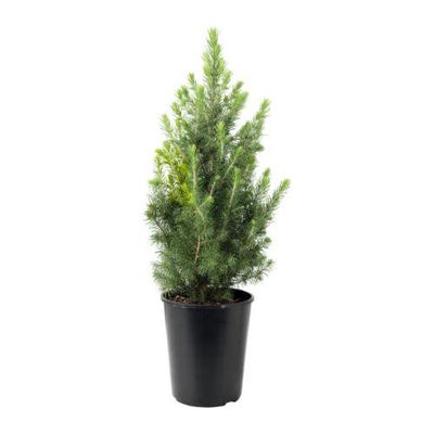 PICEA GLAUCA CONICA Растение в горшке