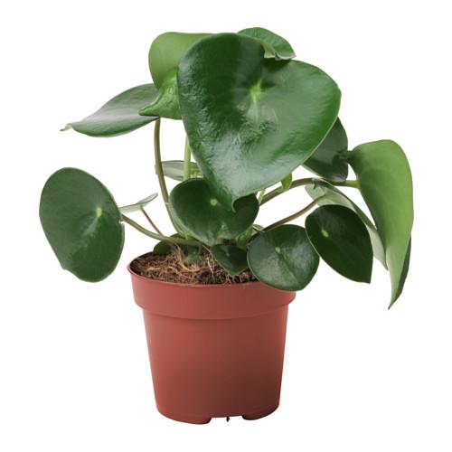 PEPEROMIA POLYBOTRYA растение в горшке