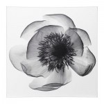 КЛОКСХУЛЬТ Картина КЛОКСХУЛЬТ Картина