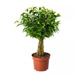 FICUS BENJAMINA 'NATASJA' Topfpflanze Ficus Benjamin