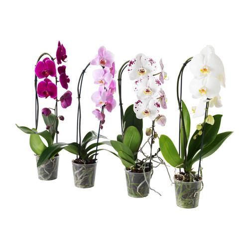 PHALAENOPSIS растение в горшке Орхидея/каскад 1 стебель PHALAENOPSIS растение в горшке Орхидея/каскад 1 стебель