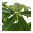 PACHIRA AQUATICA растение в горшке Гвинейский каштан