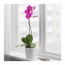 PHALAENOPSIS растение в горшке Орхидея/1 стебель