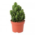 CEREUS PERUVIANUS растение в горшке