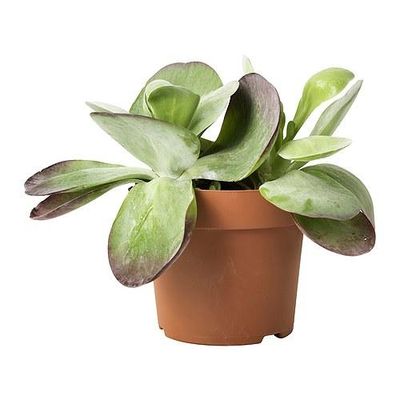 KALANCHOE THYRSIFLORA Растение в горшке