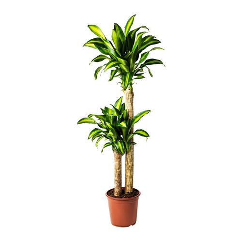 DRACAENA MASSANGEANA растение в горшке