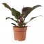 PHILODENDRON Растение в горшке