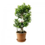 FICUS MICROCARPA GINSENG Растение в горшке FICUS MICROCARPA GINSENG Растение в горшке