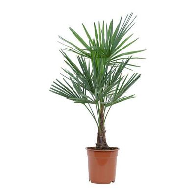 TRACHYCARPUS FORTUNEI Растение в горшке