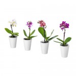 PHALAENOPSIS комнтн раст в горшке Орхидея/разные цвета