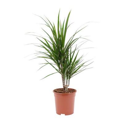 DRACAENA МARGINATA Растение в горшке