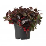 GAULTHERIA PROCUMBENS растение в горшке Гаультерия лежачая