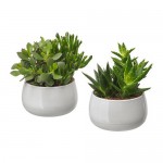 SUCCULENT комнтн раст в горшке серый