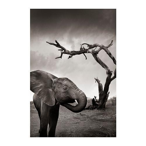 НОРРХАССЕЛ Постер