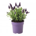 LAVANDULA растение в горшке д/дома/улицы/оцинковка