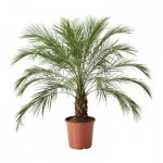 PHOENIX ROEBELENII Растение в горшке