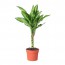 DRACAENA растение в горшке